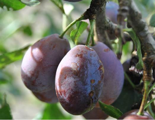 Prune contains stimulants helping the gut operate easier