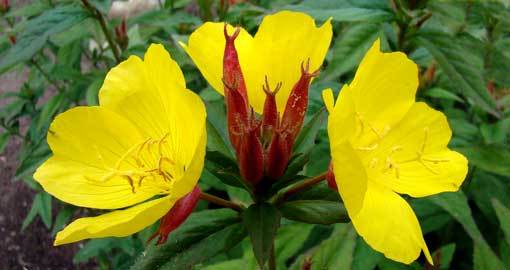 Description: Evening primrose is a perennial flower that lives in North and South America.