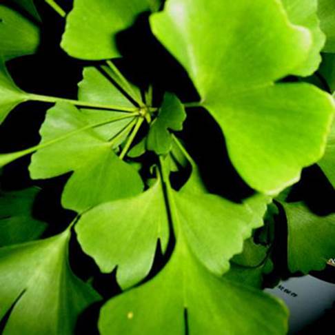 Description: Ginkgo is used to treat many types of diseases, such as amnesia, mental fatigue and fight against aging.