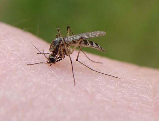 Description: When a mosquito pierces your skin, it transfers its enzyme-filled saliva to you, which causes you itch in later time.