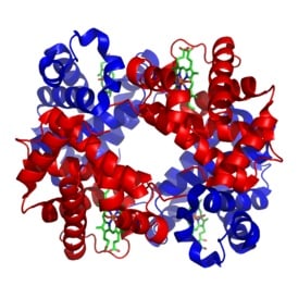A hemoglobin molecule contains protein in blue and red, and iron in green (source: )